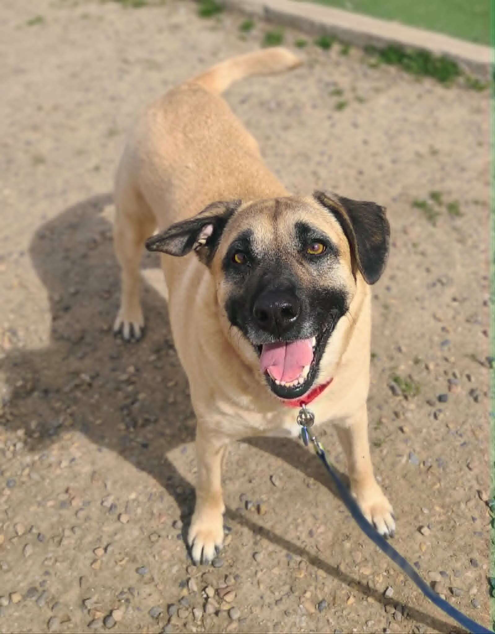 Picture of the Animal Listed